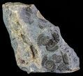 Ammonite Fossil Slab - Marston Magna Marble #63505-1